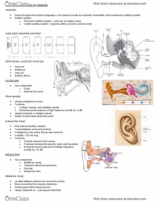 Communication Sciences and Disorders 4411A/B Lecture Notes - Lecture 4: Eustachian Tube, Ear Canal, Outer Ear thumbnail