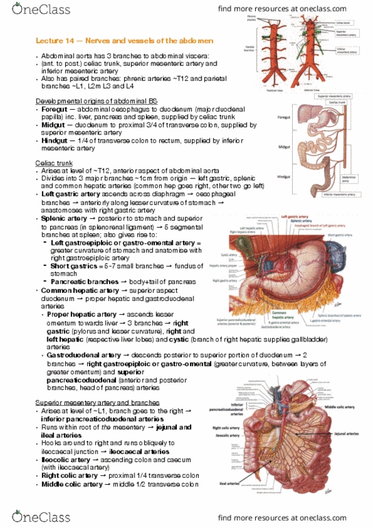 ANAT30008 Lecture Notes - Lecture 14: Inferior Pancreaticoduodenal Artery, Middle Colic Artery, Inferior Mesenteric Artery thumbnail