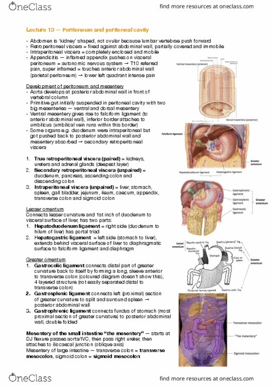ANAT30008 Lecture Notes - Lecture 13: Mesentery, Falciform Ligament, Gastrosplenic Ligament thumbnail