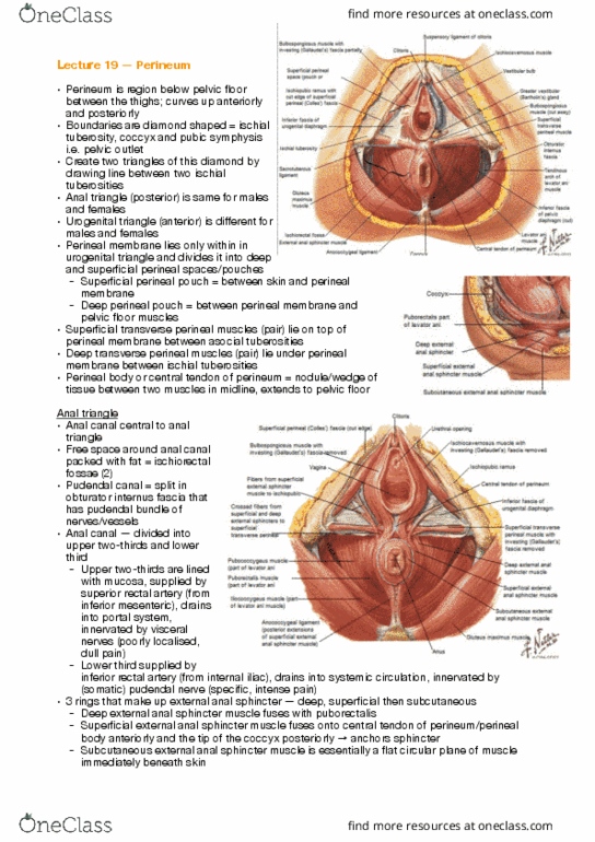 ANAT30008 Lecture Notes - Lecture 19: Transverse Perineal Muscles, Deep Perineal Pouch, Inferior Rectal Artery thumbnail