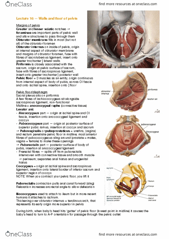 ANAT30008 Lecture Notes - Lecture 16: Internal Obturator Muscle, Sacrospinous Ligament, Obturator Foramen thumbnail