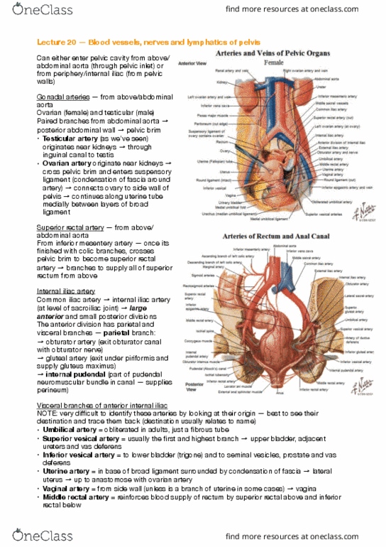 ANAT30008 Lecture Notes - Lecture 20: Superior Rectal Artery, Middle Rectal Artery, Inferior Vesical Artery thumbnail
