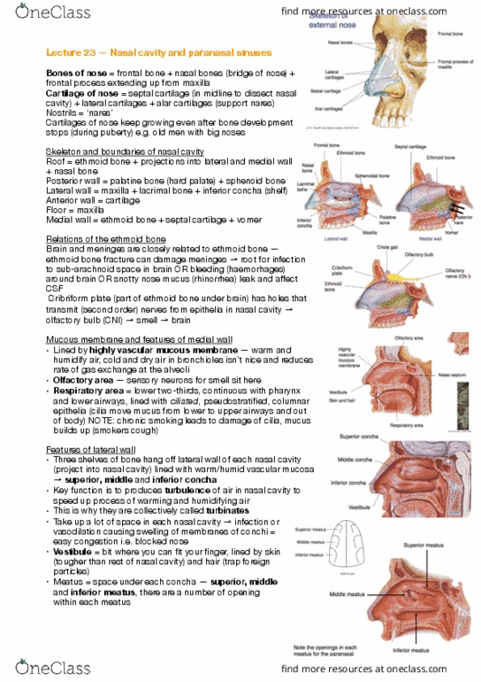 ANAT30008 Lecture 23: Lecture 23 — Nasal cavity and paranasal sinuses thumbnail