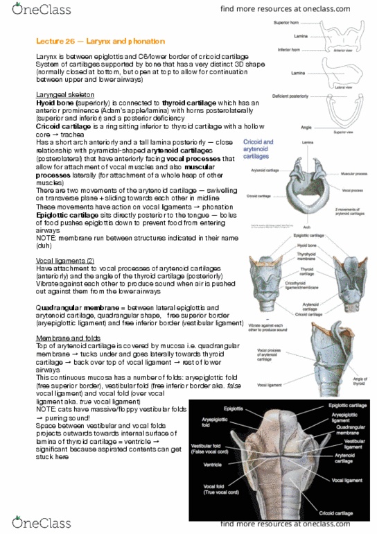 ANAT30008 Lecture Notes - Lecture 25: Aryepiglottic Fold, Vestibular Fold, Vocal Folds thumbnail