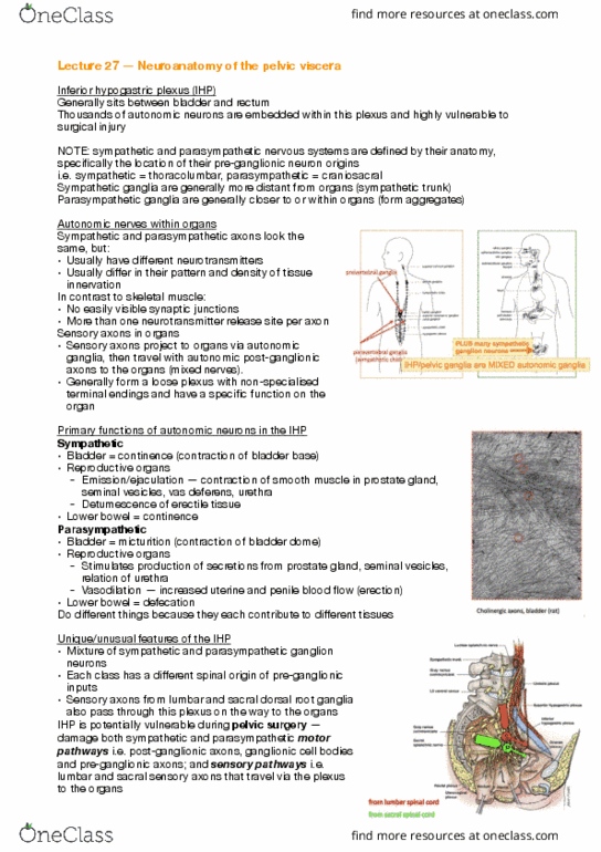 ANAT30008 Lecture Notes - Lecture 27: Superior Hypogastric Plexus, Parasympathetic Ganglion, Dorsal Root Ganglion thumbnail