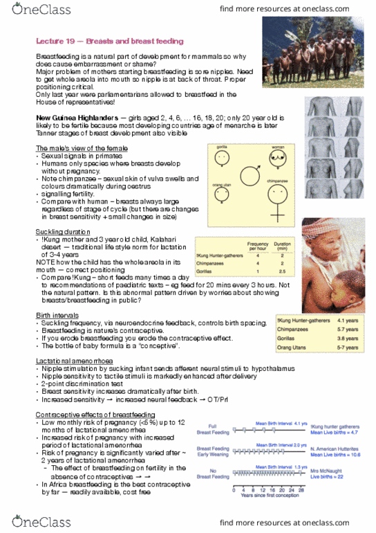 BIOL30001 Lecture Notes - Lecture 19: Lactational Amenorrhea, Kalahari Desert, Estrous Cycle thumbnail