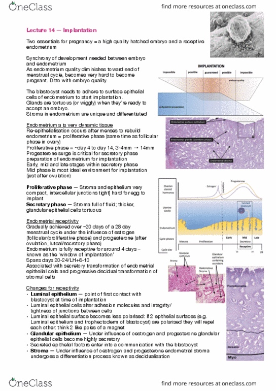 BIOL30001 Lecture Notes - Lecture 14: Follicular Phase, Endometrium, Blastocyst thumbnail