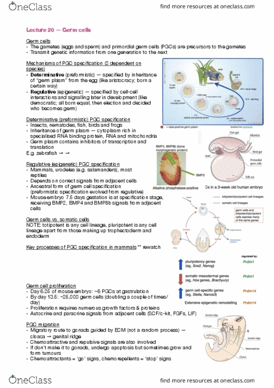BIOL30001 Lecture Notes - Lecture 20: Germ Plasm, Salamander, Gonadal Ridge thumbnail