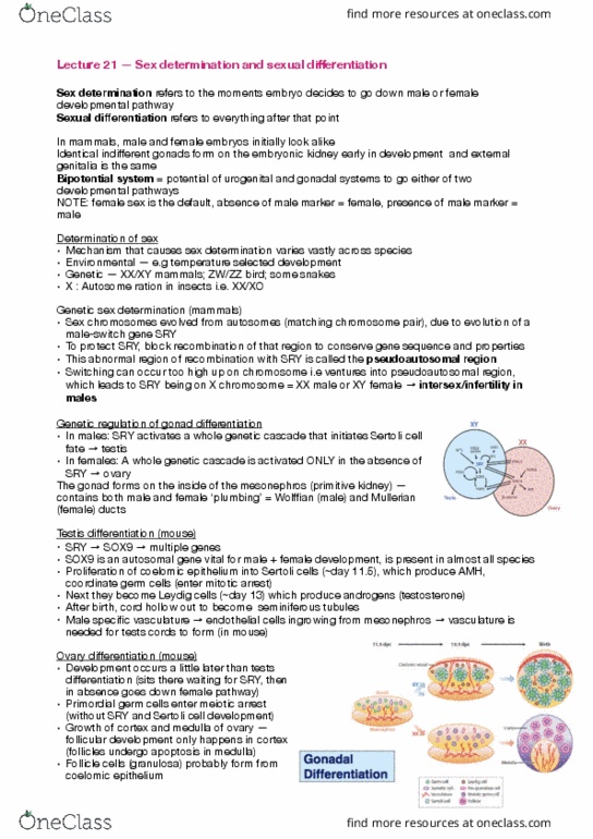 BIOL30001 Lecture Notes - Lecture 21: Pseudoautosomal Region, Sertoli Cell, Seminiferous Tubule thumbnail