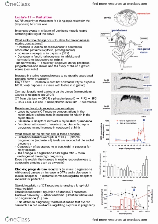 BIOL30001 Lecture Notes - Lecture 17: Tammar Wallaby, Oxytocin Receptor, Wallaby thumbnail