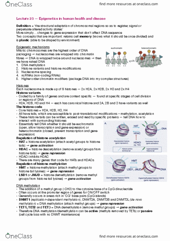 BIOL30001 Lecture Notes - Lecture 25: Dna Demethylation, Histone Code, Histone Deacetylase thumbnail