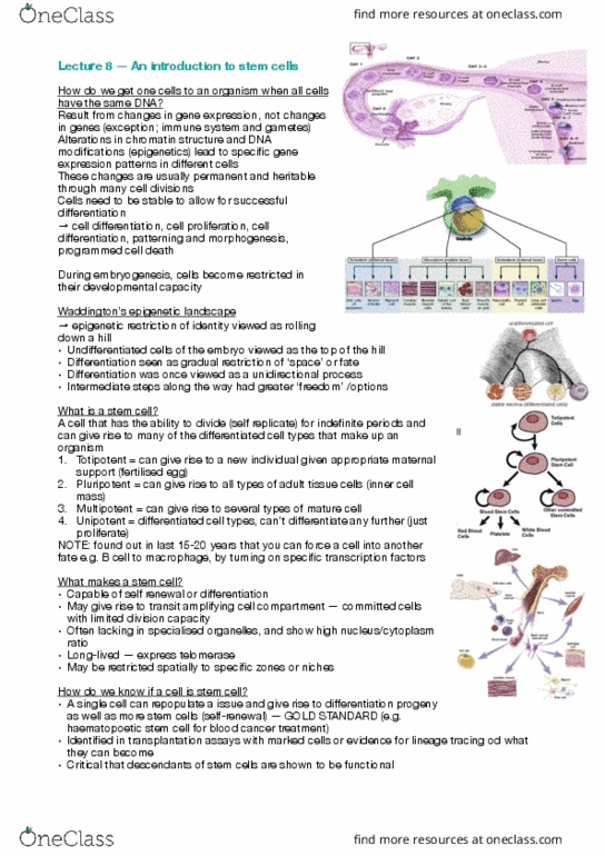 BIOM30001 Lecture Notes - Lecture 8: Adult Stem Cell, Unipotent, Morphogenesis thumbnail