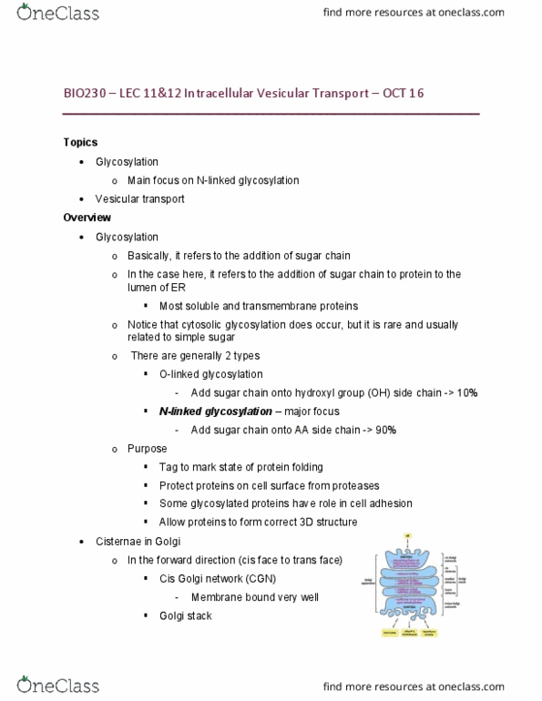BIO230H1 Lecture Notes - Lecture 6: Golgi Apparatus, Glycosylation, Transmembrane Protein thumbnail