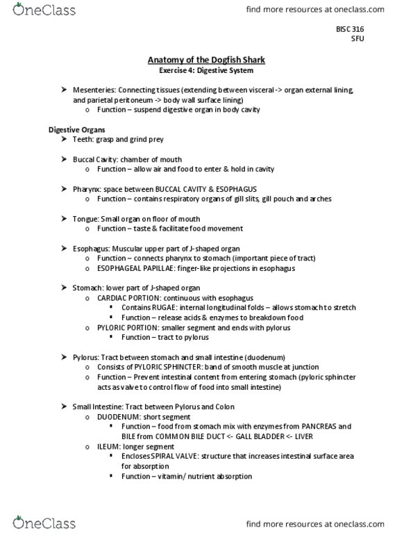 BISC 316 Chapter Notes - Chapter 4: Pylorus, Squalidae, Peritoneum thumbnail