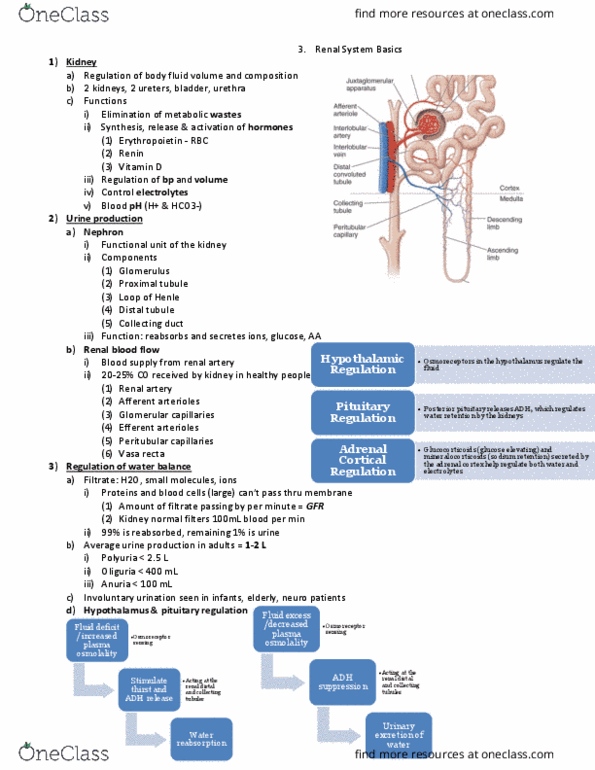 NURSE-UN 1435 Lecture Notes - Lecture 10: Straight Arterioles Of Kidney, Renal Blood Flow, Peritubular Capillaries thumbnail