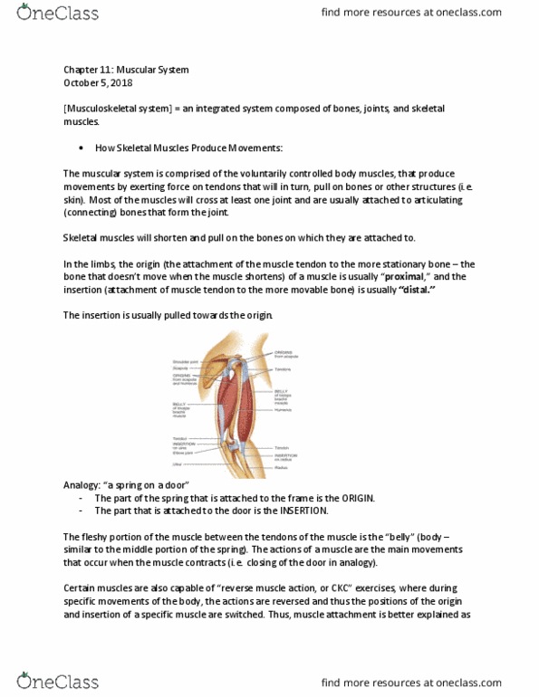 ANAT 1010 Lecture Notes - Lecture 11: Muscular System, Skeletal Muscle, Human Musculoskeletal System thumbnail