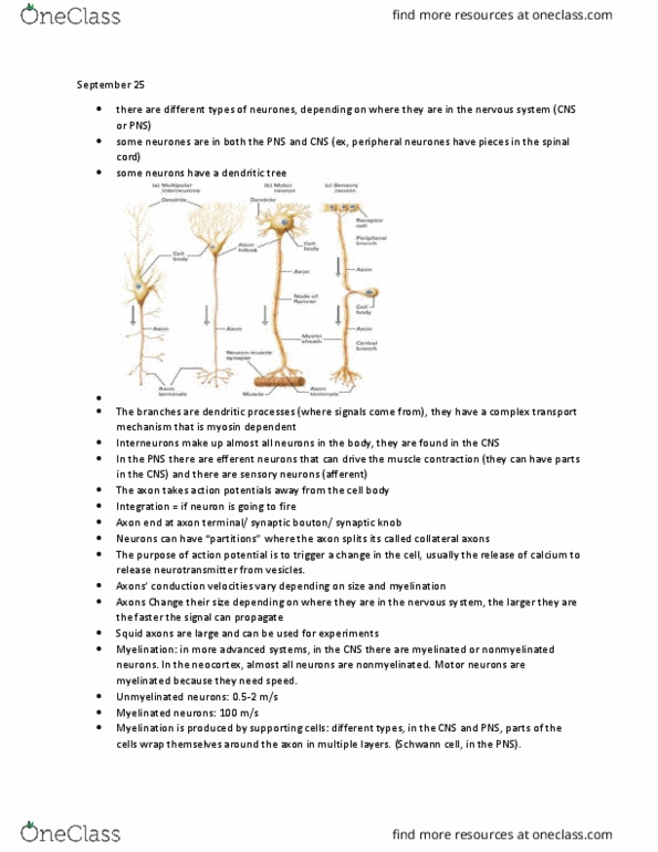 BIOL 3060 Lecture Notes - Lecture 3: Efferent Nerve Fiber, Peripheral Nervous System, Axon Terminal thumbnail