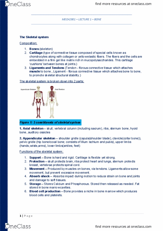 AMME1362 Lecture Notes - Lecture 4: Bone Marrow, Appendicular Skeleton, Hyoid Bone thumbnail