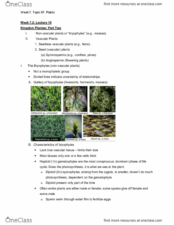 BIOL108 Lecture Notes - Lecture 19: Non-Vascular Plant, Vascular Plant, Gametophyte cover image