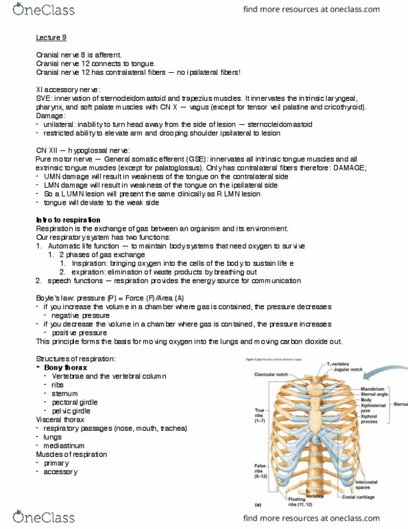 SAR SH 522 Lecture Notes - Lecture 9: Shoulder Girdle, Cranial Nerves, Accessory Nerve thumbnail