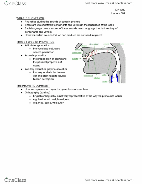 LIN 1300 Lecture Notes - Lecture 3: Articulatory Phonetics, Acoustic Phonetics, English Orthography thumbnail