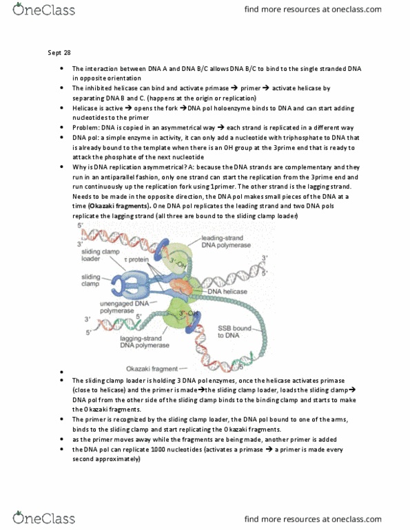 Biol Lecture Notes Fall Lecture Okazaki Fragments Dna Replication Primase