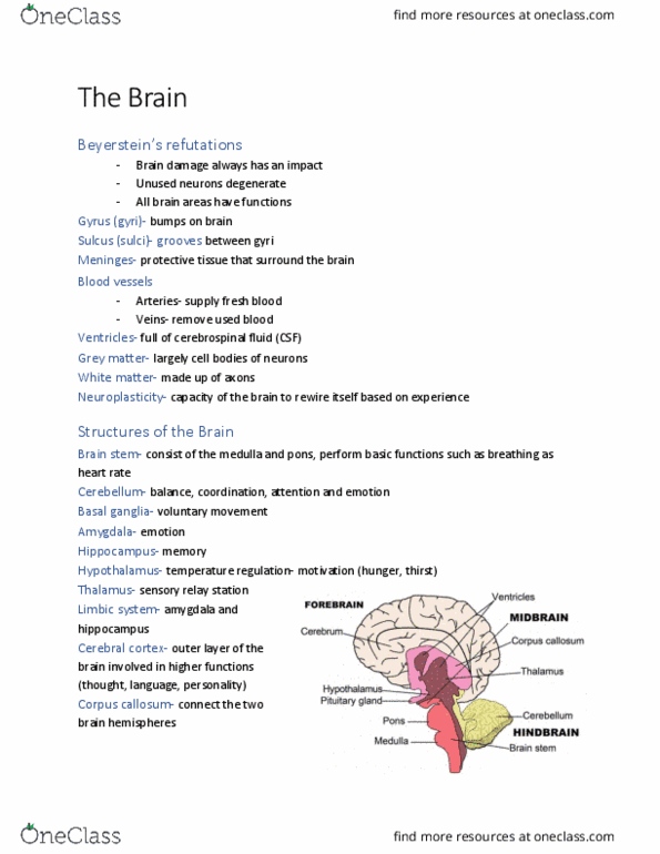 PSYC 100 Lecture Notes - Lecture 6: Corpus Callosum, Basal Ganglia, Cerebral Cortex cover image