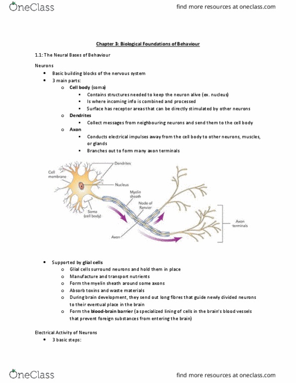 Psychology 1000 Lecture Notes - Lecture 1: Myelin, Neuroglia, Axon Terminal thumbnail