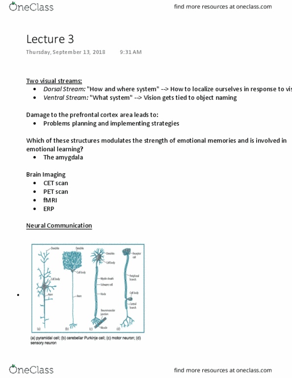 Psychology 2135A/B Lecture Notes - Lecture 3: Prefrontal Cortex, Positron Emission Tomography, Amygdala thumbnail