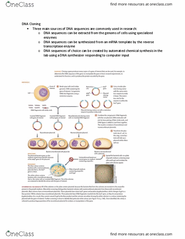 Biology 1002B Lecture Notes - Lecture 20: Reverse Transcriptase, Molecular Cloning, Cloning thumbnail