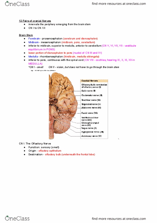 NURS 106 Lecture Notes - Lecture 18: Medulla Oblongata, Cranial Nerves, Olfactory Bulb thumbnail