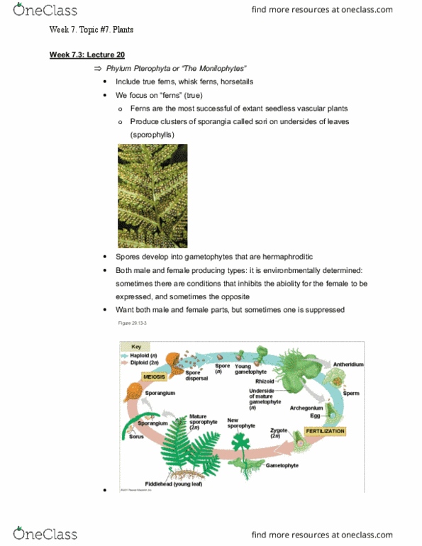 BIOL108 Lecture Notes - Lecture 20: Fern, Sporophyll, Microsporangia cover image