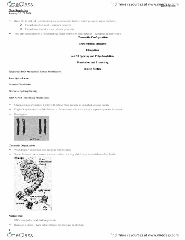 LIFESCI 3B03 Lecture Notes - Epigenetics, Basic Helix-Loop-Helix, Methylation thumbnail