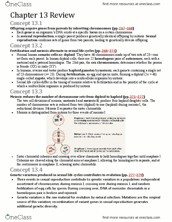 BIO152H5 Chapter Notes - Chapter 13: Sister Chromatids, Meiosis, Sexual Reproduction thumbnail