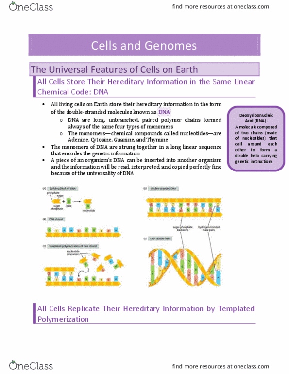 BIO230H1 Chapter Notes - Chapter 1.1: Dna Replication, Polymerization, Cytosine thumbnail