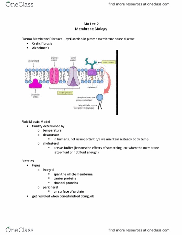 Biology 1202B Lecture Notes - Lecture 16: Fluid Mosaic Model, Cystic Fibrosis, Cell Membrane thumbnail