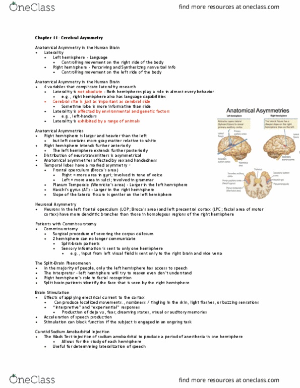 PSY 436LEC Lecture Notes - Lecture 11: Commissurotomy, Amobarbital, Lateral Sulcus thumbnail