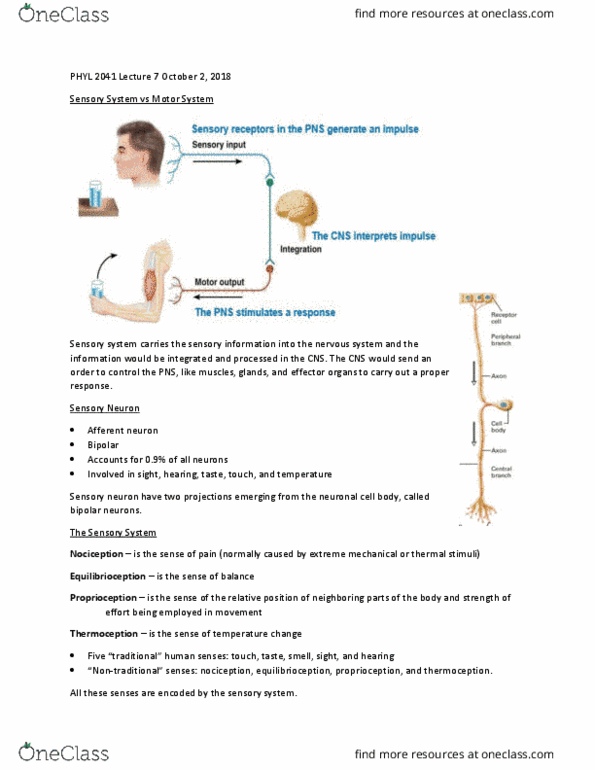 PHYL 2041 Lecture Notes - Lecture 7: Olfactory Receptor, Auditory System, Sense Of Balance thumbnail