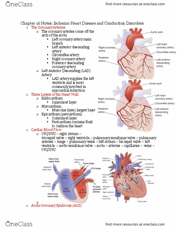 NUR230 Lecture Notes - Lecture 16: Left Coronary Artery, Right Coronary Artery, Coronary Artery Disease thumbnail