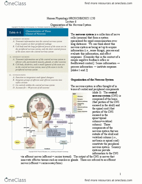 BIOSC 1250 Lecture Notes - Lecture 6: Central Nervous System, Peripheral Nervous System, Spinal Nerve thumbnail
