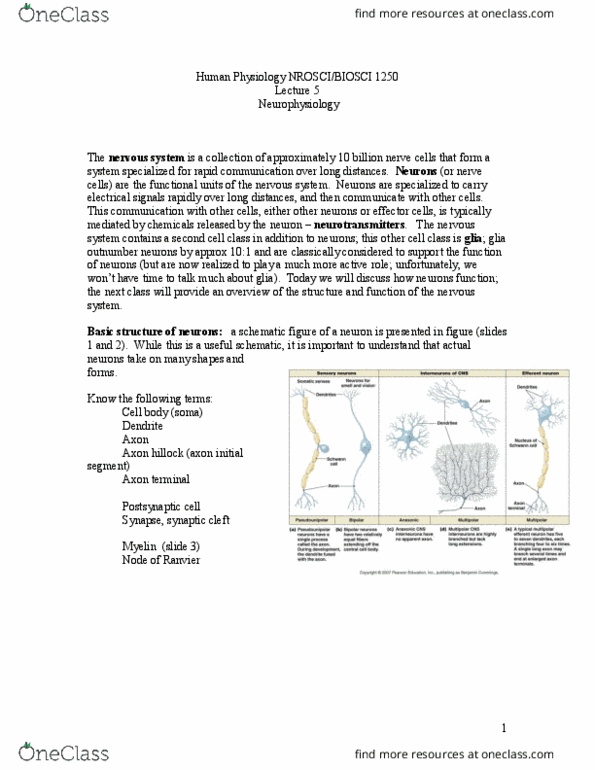 BIOSC 1250 Lecture Notes - Lecture 5: Axon Hillock, Axon Terminal, Neuroglia thumbnail