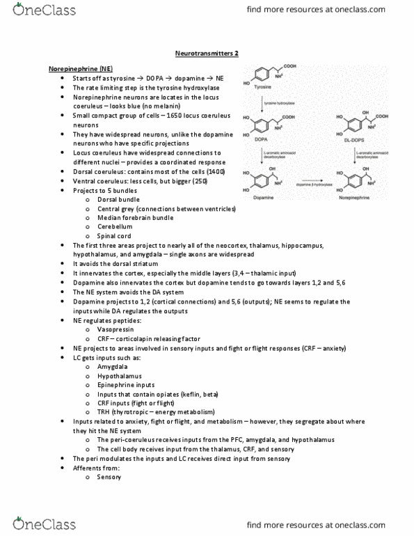 NROSCI 1030 Lecture Notes - Lecture 13: Locus Coeruleus, Tyrosine Hydroxylase, Striatum thumbnail