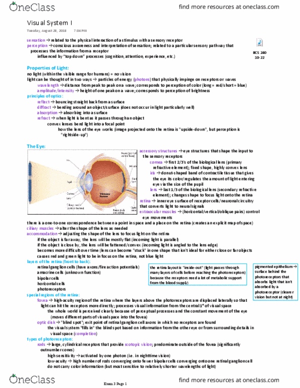 BCS 240 Lecture Notes - Lecture 20: Retinal Ganglion Cell, Scotopic Vision, Photopic Vision thumbnail