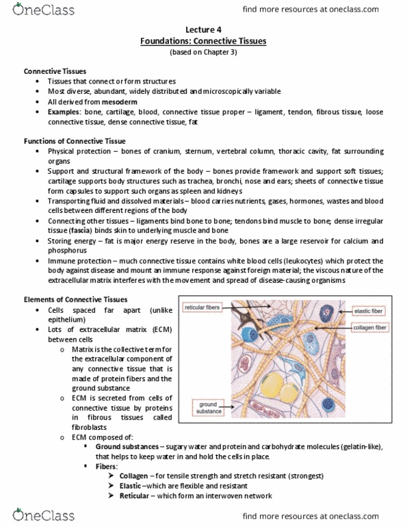 BIOB33H3 Lecture Notes - Lecture 4: Connective Tissue, Loose Connective Tissue, Elastic Cartilage thumbnail