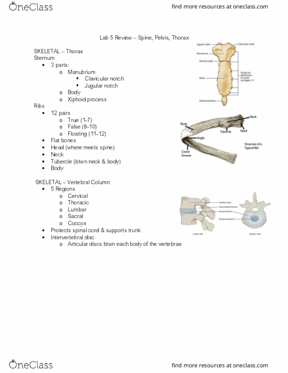 HN210 Lecture Notes - Lecture 5: Suprasternal Notch, Intervertebral Disc, Cervical Vertebrae thumbnail