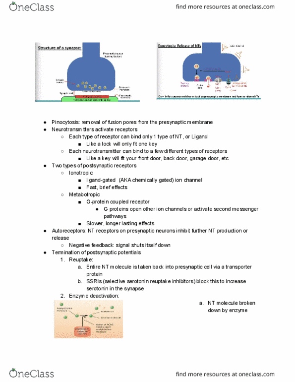 PSYCH 330 Lecture Notes - Lecture 10: Pinocytosis, Ligand-Gated Ion Channel, Reuptake thumbnail