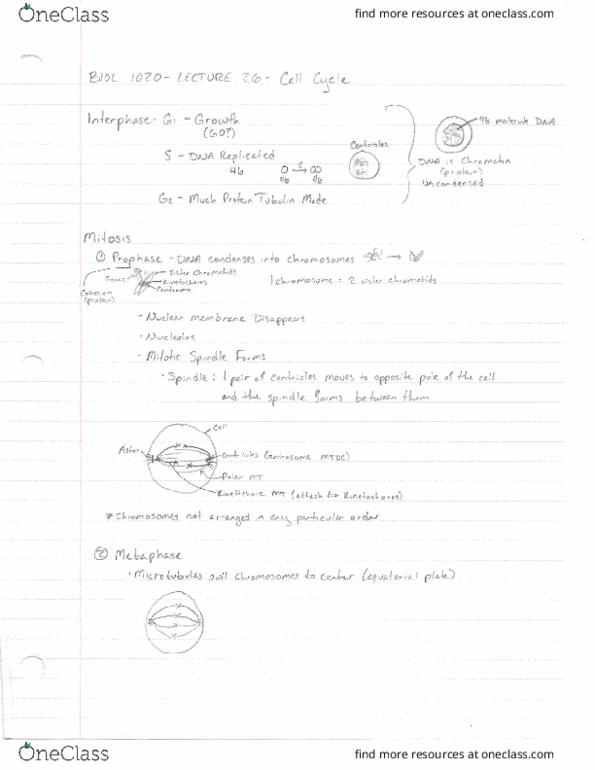 BIOL 1020 Lecture Notes - Lecture 26: Nucleolus, Metaphase cover image