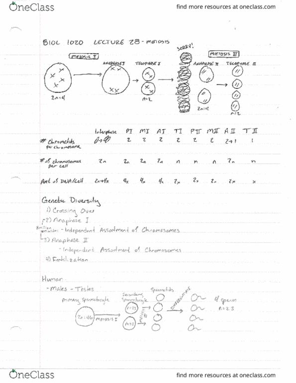 BIOL 1020 Lecture Notes - Lecture 28: Hase, Testicle, Allele cover image