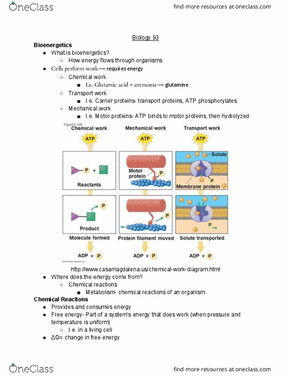 BIO SCI 93 Lecture Notes - Lecture 11: Motor Protein, Glutamine, Adenine cover image