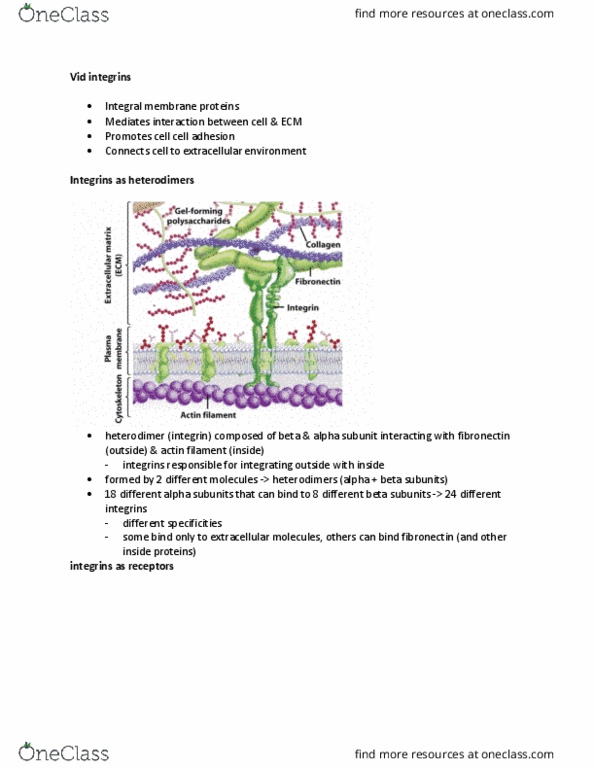 MCD BIO 165A Chapter Notes - Chapter integrins: Integrin, Fibronectin, Cell Adhesion thumbnail